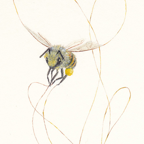 bee's orbit